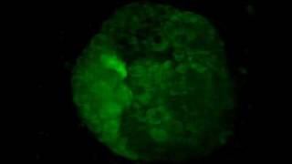 Ciona intestinalis gastrulation timelapse [upl. by Ailemac]