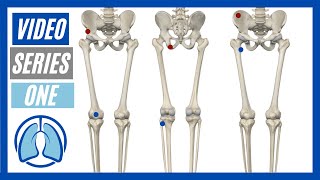 Lower Extremity Part One Action Origin Insertion amp Innervation [upl. by Esojnauj]