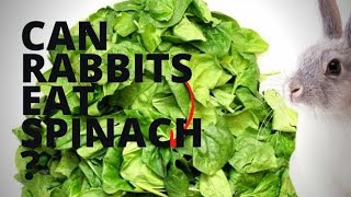 Can Rabbits Eat Spinach NitishRajput Sameerheart [upl. by Clemens]