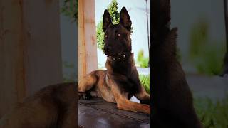 Belgian malinois face belgianmalinois malinoislovers realdogtraining reels shorts [upl. by Enoved]