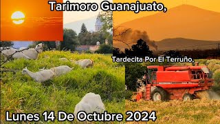 Tarimoro Guanajuato Lunes 14 De Octubre 2024 [upl. by Tatiana]