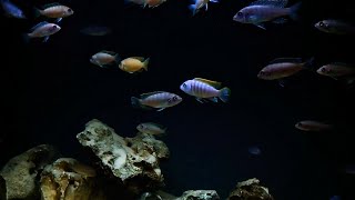 Over Stocked African Cichlid Tank Relaxing Malawi Mbuna Aquarium [upl. by Nilac633]