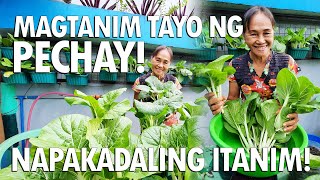 MAGTANIM TAYO NG PECHAY ANG DALI LANG ITANIM Planting and Harvesting Tutorial  Haydees Garden [upl. by Anauq295]