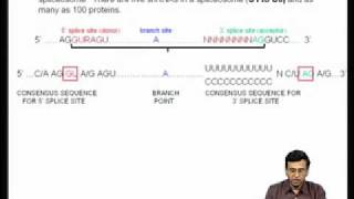 Mod04 Lec11 Cotranscriptional and posttranscriptional modifications of pre messenger RNAI [upl. by Calie]