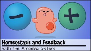 Homeostasis and NegativePositive Feedback [upl. by Esidnac314]