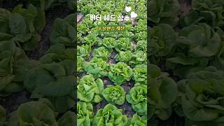 버터처럼 부드러운 버터헤드상추 꽃상추 상추5가지효능 한살림 butterhead lettuce 도시농부 [upl. by Pris564]