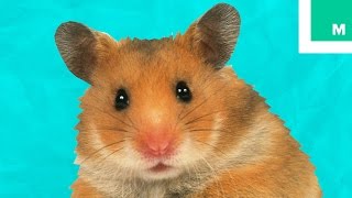 6 Weird Hamster Facts You May Not Know  Fuzzy Friday [upl. by Ateekal]