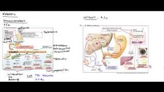 Liver Metabolic Disorders Hereditary Hemochromatosis Wilsons Disease Alpha 1 Antitrypsin [upl. by Ezaria]