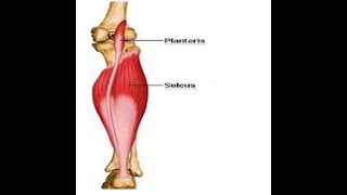 How to Diagnose Tendonitis vs Patellofemoral Understanding KNEE PAIN [upl. by Inilahs899]