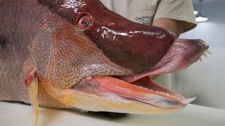 The Weight of this Massive Hogfish will BLOW YOUR MIND [upl. by Imuya921]