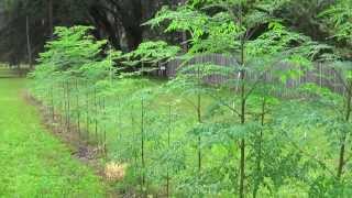 Growing Moringa Oleifera [upl. by Esten]