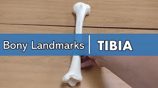 Tibiofibular joints and skeleton of foot  Dr Ahmed Farid [upl. by Frannie801]