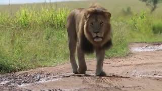 Orkirikoi Male Lion following the Lionesses  Masaimara  1 June 2024 [upl. by Acemat]