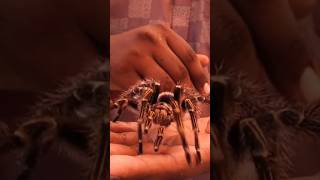 Chaco golden knee Tarantula tarantulatarantulalovetarantulafeedingspiderpetsmexican [upl. by Hanser584]