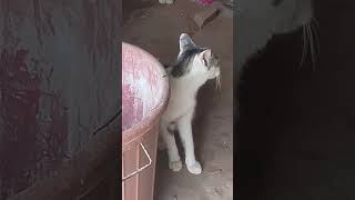 cuteanimal my cute kitty video 😻😻😻 [upl. by Eirolam]