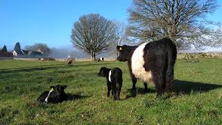 Springtime Belted Galloway Cattle [upl. by Rednasyl]