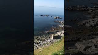 The Beach Of Værøy  Eagles Caught On Camera shorts [upl. by Rhys224]