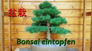 Bonsai eintopfen [upl. by Mair]