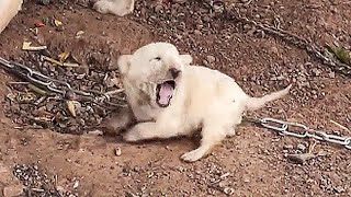 A puppy is bitten by mother dogit crying out in paindog owner ignored and refused to sell it to me [upl. by Adnohser]