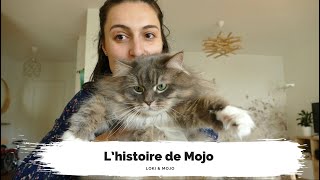 L’histoire de Mojo  chat sibérien élevage choix du prénom  Loki amp Mojo [upl. by Horner683]