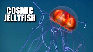 Cosmic Jellyfish Facts the PSYCHEDELIC Jellyfish 🪼 Animal Fact Files [upl. by Eilahtan]