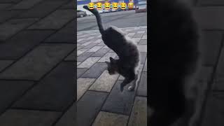 Akrobat kendi 🐈‍⬛🐈‍⬛🐈‍⬛🐈🐈😽😽komik funny shortvideo shorts hayvanseverler kedivideoları [upl. by Stuppy]