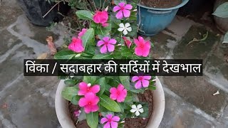 विंका  सदाबहार की सर्दियों में देखभाल I How to take care of evergreen plants in winter [upl. by Nylkoorb]