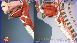 Swallowing Muscles Throat  3D Human Anatomy  Organs [upl. by Ribak415]