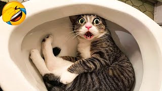 CATS you will remember and LAUGH all day 😂Funny Cats Videos 2023 [upl. by Eimoan]