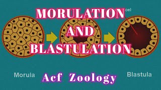 Morulation  Blastulation  Developmental Biology  Zoology Classes  UPSCZOOLOGY  Bsc Zoology [upl. by Caravette693]