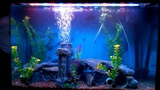 Cichlids aggressive tamil [upl. by Ruby361]