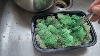 Easy way to color preserve moss [upl. by Anival]