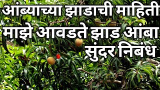 ambyachya zadachi mahiti  majhe avadte jhad nibandh  mango tree information in marathi  nibandh [upl. by Clementia531]