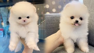 ☕ Adult FullGrown Teacup Pomeranian White Cloud  Bittypuppies [upl. by Asfah]