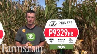 Pioneer HiBred P9329HR Corn 2700 CHU 93 CRM [upl. by Jain]