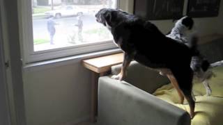 Dogs Barking At Mailman [upl. by Aleuname370]