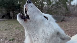 Beautiful Wolf Howls During a Winter Sunset [upl. by Curzon]