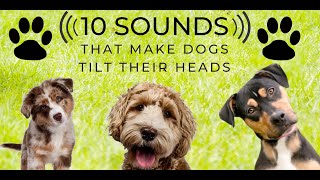 Head Tilt  10 Sounds that make dogs love  Turn the sound up and play along Countdown [upl. by Ecirehs]