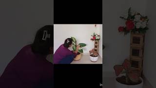 Indoor plants Cleaning And CarePlants Careplants youtubeshorts [upl. by Solly760]