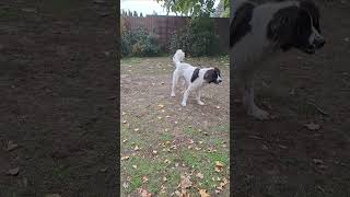 Rázd meg Shake it dog Landseer [upl. by Filemon366]