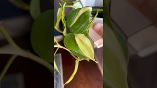 Philodendron Gabby  Common Rare Tropical Exotic Houseplants  Urban Jungle  Indoor Plants  Planty [upl. by Jesse]