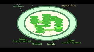 PLASTIDS  CHLOROPLAST  CLASS 11 NEW SINDH BIOLOGY  CELL STRUCTURE AND FUNCTION  DOCTORS STOP [upl. by Oigres343]