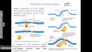 DNA methylation [upl. by Shanon]