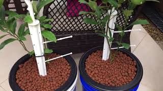 Hydroponics Dwarf Lemon Tree CRS Hydroponics Enterprises [upl. by Akaya]