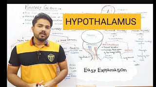 Hypothalamus  Hypothalamus class 12  Hypothalamus neuroanatomy [upl. by Lionel]