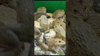 Master Frog Care in Just 5 Minutes a Day 12 [upl. by Russo8]