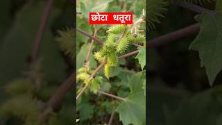 Xanthium strumarium  छोटा धतूरा  Family Asteraceae  shorts [upl. by Zirkle40]