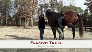 Woodside Equine Clinic The Lameness Exam [upl. by Nonrev]