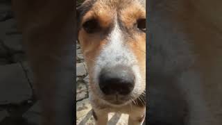 My dog dances to this song ✨💃💃💃 apt dog new dances [upl. by Adnomar]