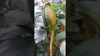 Live Birth  Cape Dwarf Chameleon  Bradypodion Pumilum  Original Video [upl. by Jemena445]